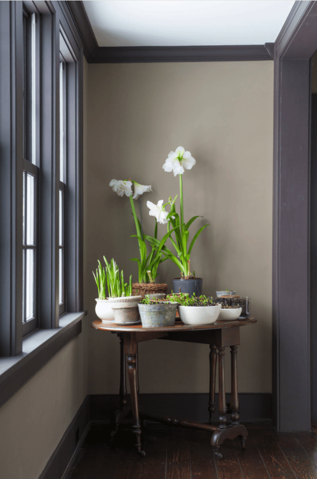 Simple Pleasures: Grow a Cheery Indoor Garden